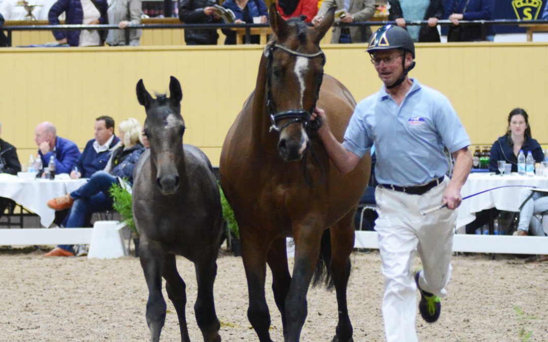 Hästförsäljning under Breeders Trophy!