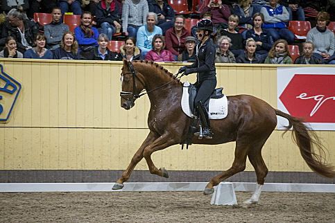 Uttagna hästar till unghäst-VM i dressyr