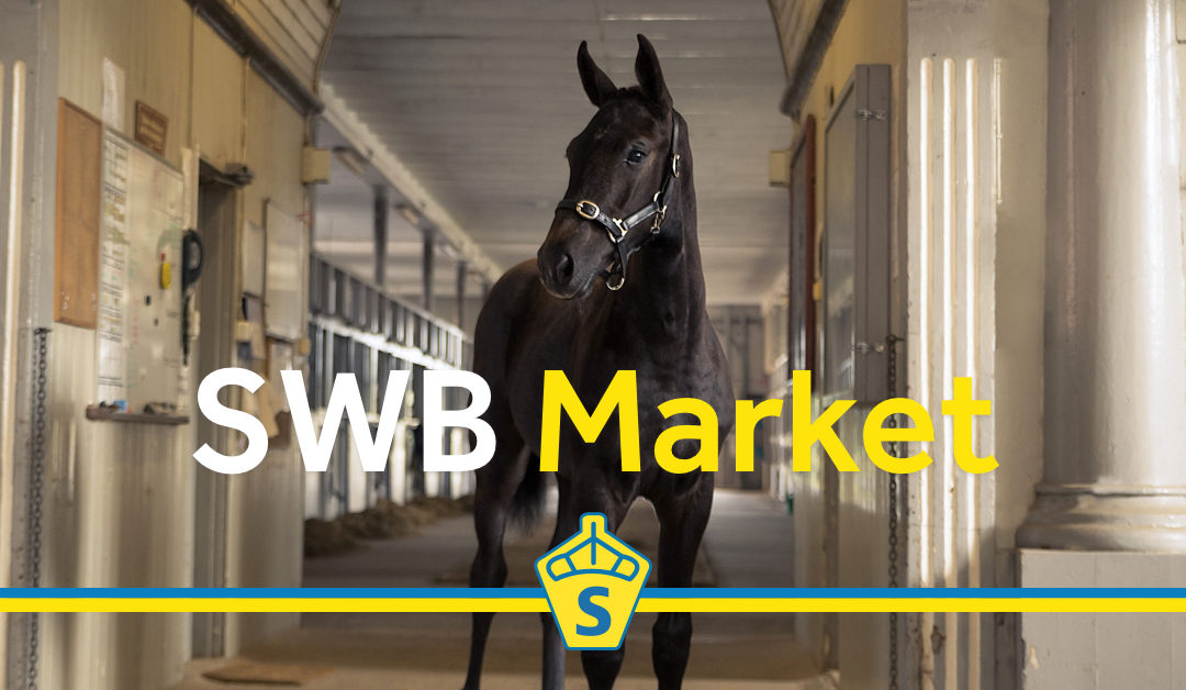 SWB Market – nytt koncept under Breeders Trophy