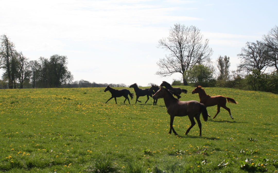 Back to Basics – fokus på hästhållning utifrån hästens naturliga beteende och behov