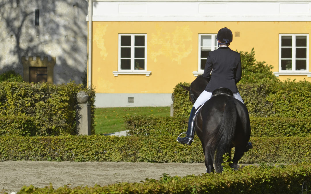 SWB-hästar till salu