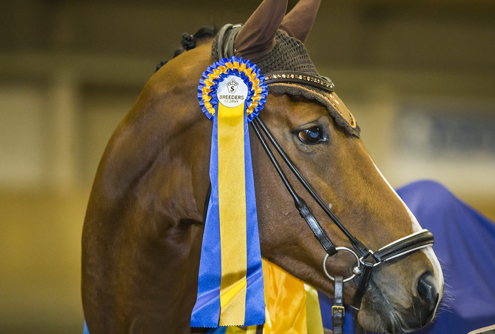 Nytt upplägg för unghästtävlingen SWB Trophy under Gothenburg Horse Show 2019