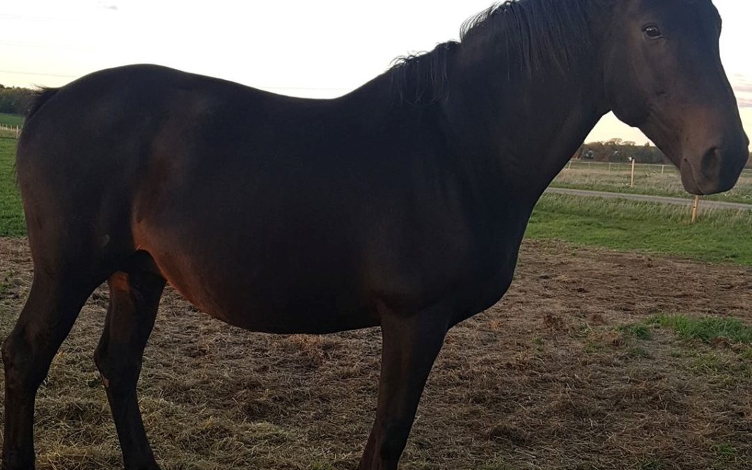 Årets nya Elitston uppmärksammas på Breeders Trophy