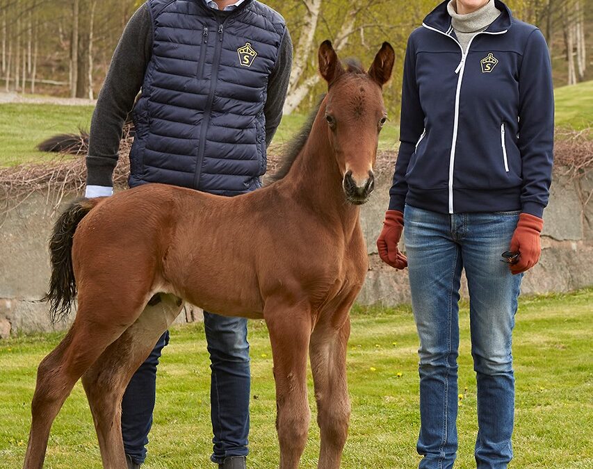 Gustaf Johanssons sponsrar 4-årssto på Breeders!