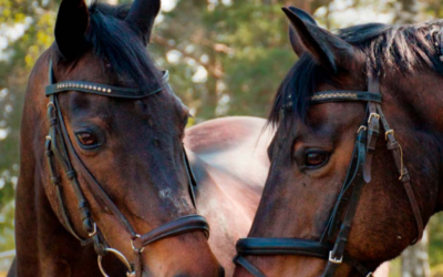 Ridhästarna tar plats i SWB:s nya satsning!