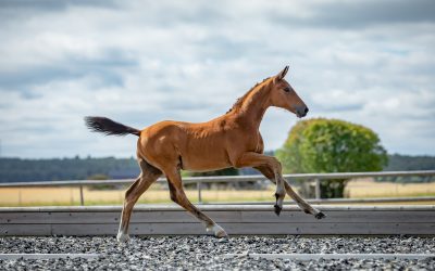 Hybridauktion med Elitfölen blev spännande med nytt rekord!