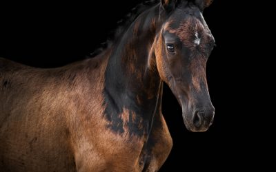 Se kollektionen till SWB Elite Foal Auction Dressage 2022