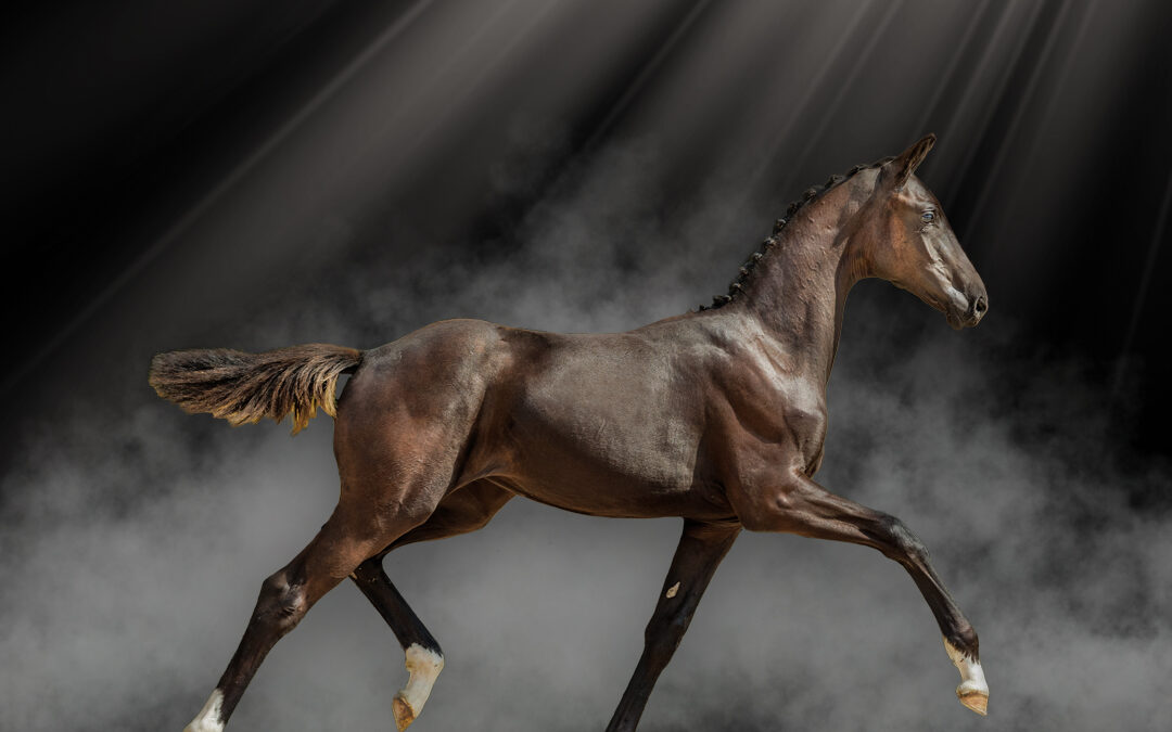 The SWB Elite Foal Auction – dressage foals