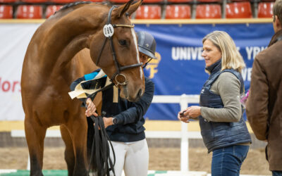 Nytt koncept för finalerna i SWBs 3-års championat med Rikssto och Stallion Trophy