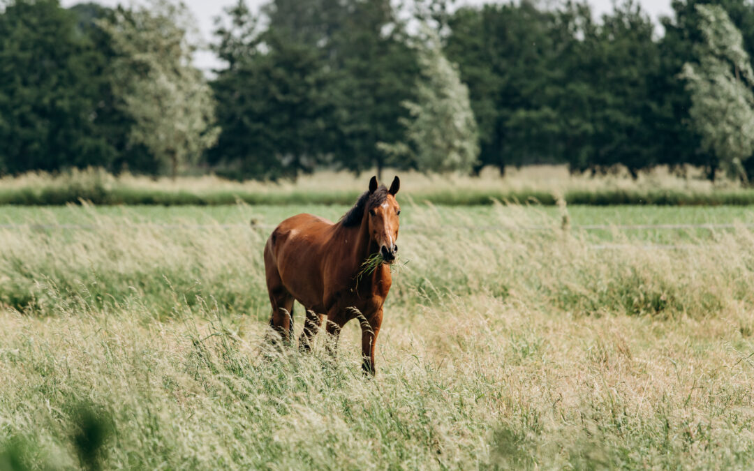 Anmäl din häst till SWBs salulista under Falsterbo