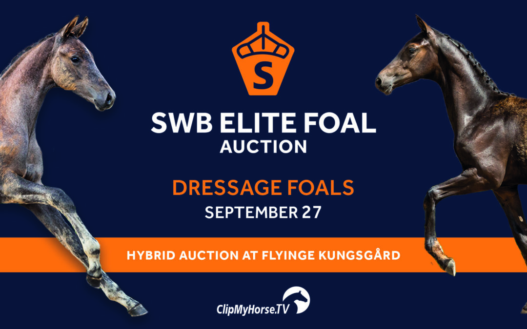 View the dressage foals for the SWB Elite Foal Auction here!