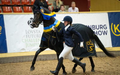 Internationell inspiration till SWBs 3-års championat presented by Ackordhäststiftelsen