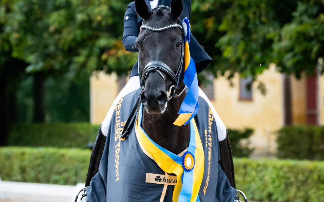 Vidar (SWB) vinnare av Breeders Trophy för 6-åriga hästar presented by Lenz Hästfokus