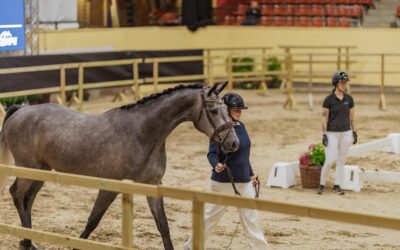 Kval- och finalregler för SWBs 3-årschampionat och Rikssto