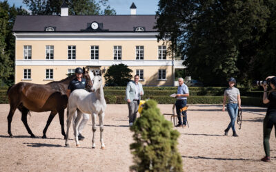 Här är de uttagna fölen till SWB Elite Foal Auction 2025