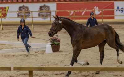 Kvalade 3- och 4-åringar kan nu anmäla sig till SWB Equestrian Weeks