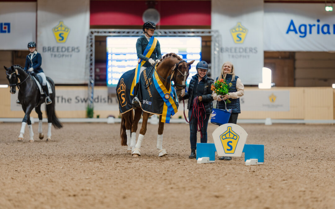 Severucci Ht (SWB) 1477 vinner SWB Stallion Trophy för 6-åriga dressyrhästar by RS Mustang