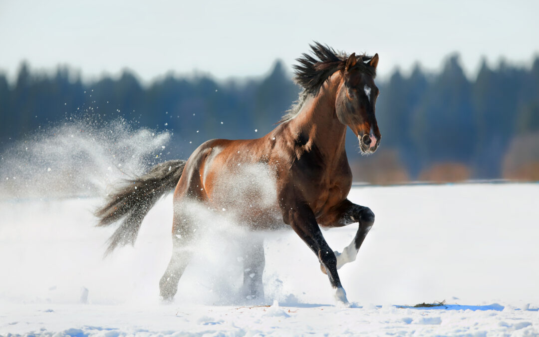 Julstängt 22 december – 6 januari