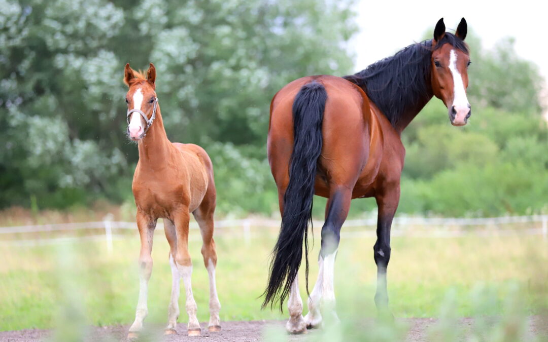 SWB stärker utbildningen av unga hästar genom uppdaterad utbildningsstege