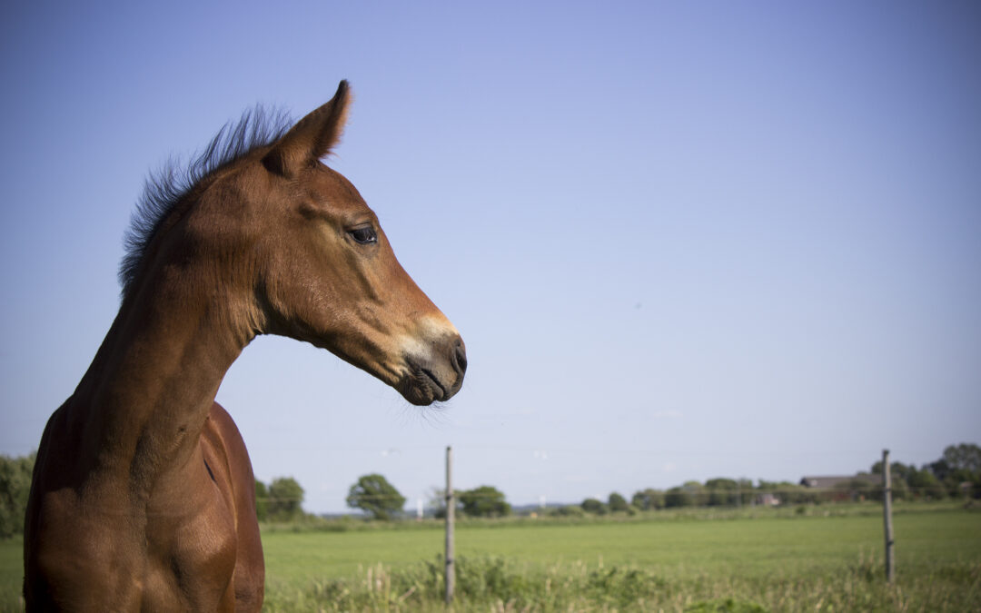 Dags att anmäla dig till digitala avelsträffar 2026