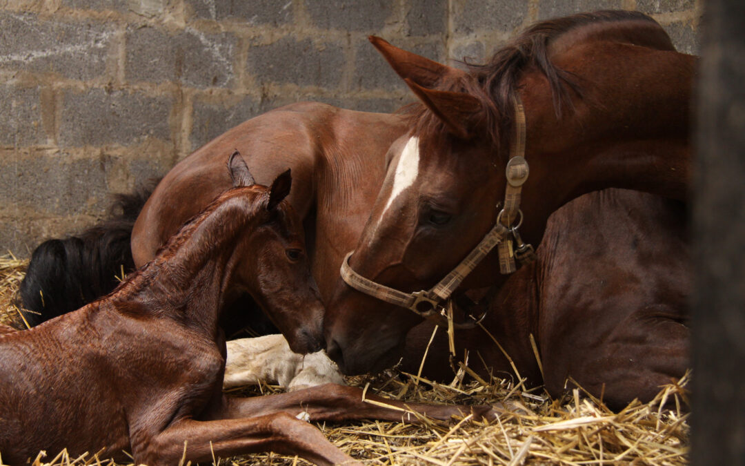 Språngrulla har öppnat för säsongen – anmäl ditt sto idag!