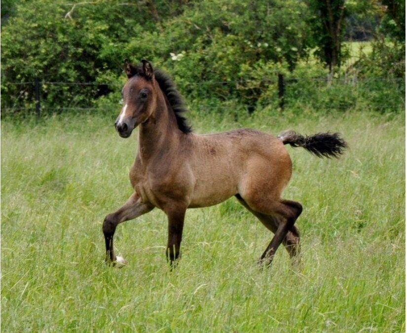 Inbjudan till temakväll – Värt att veta om föl och fölningar 